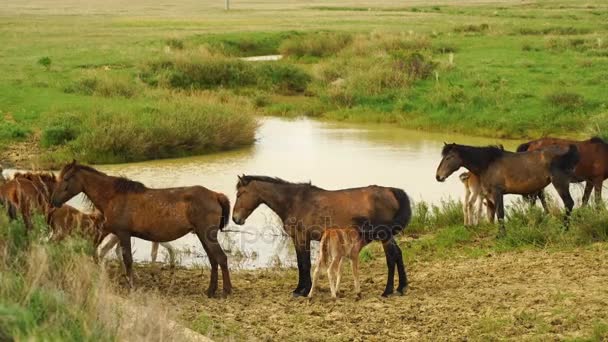 Foal and its mother in a sunny meadow. Horses and foal graze in a meadow. — Stock Video