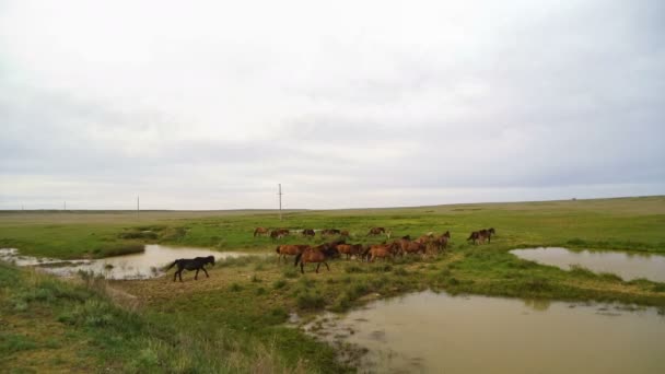 日当たりの良い草原で馬の群れ。牧草地で放牧馬と子馬. — ストック動画