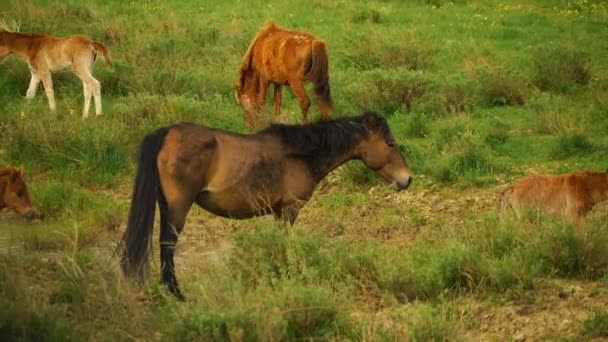 Poulain et sa mère dans une prairie ensoleillée. Chevaux et poulains paissent dans une prairie . — Video