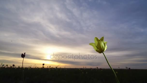 Tulipa amarela. Tulipas selvagens em um prado ensolarado no céu de fundo. Nascer do sol. A estepe ganha vida na primavera . — Vídeo de Stock