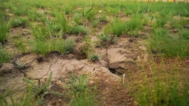 Una tana di marmotta nella steppa. Tulipani selvatici in un prato soleggiato su cielo di sfondo. La steppa prende vita in primavera . — Video Stock