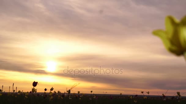 Tulipano giallo. Tulipani selvatici in un prato soleggiato su cielo di sfondo. All'alba. La steppa prende vita in primavera . — Video Stock