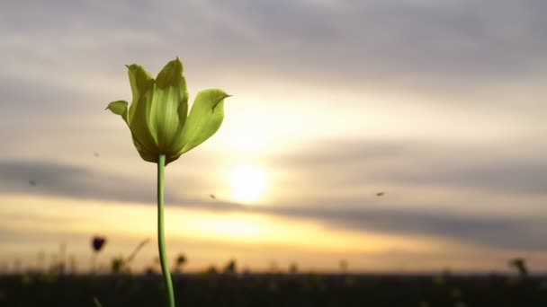 Žlutý Tulipán. Divoké tulipány na slunné louce na pozadí oblohy. Východ slunce. Stepi přichází k životu na jaře. — Stock video