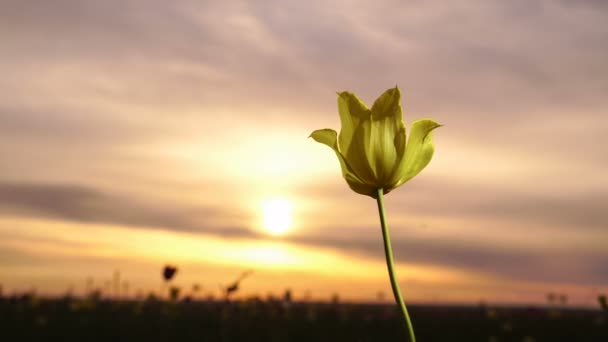 Yellow tulip. Wild tulips in a sunny meadow on background sky. Sunrise. The steppe comes to life in the spring. — Stock Video