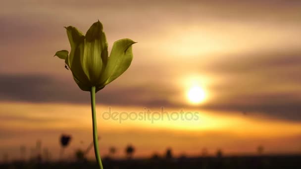 Yellow tulip. Wild tulips in a sunny meadow on background sky. Sunrise. The steppe comes to life in the spring. — Stock Video