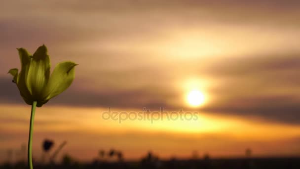 Sárga tulipán. Vad tulipán egy napsütötte réten áll a háttérben ég. Sunrise. A sztyeppei tavasszal életre kel. — Stock videók