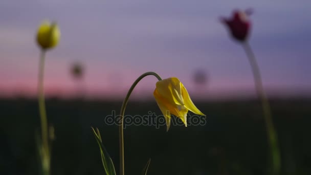 Wild tulips in a sunny meadow on background sky. Sunrise. The steppe comes to life in the spring. — Stock Video