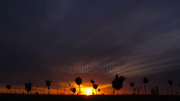 Tulipanes salvajes en un prado en el cielo de fondo. Amanecer. La estepa cobra vida en primavera . — Vídeo de stock