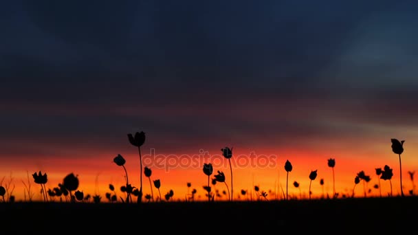 Wilde Tulpen auf einer Wiese im Hintergrund Himmel. purpurrote Morgendämmerung. Sonnenaufgang. Die Steppe erwacht im Frühling zum Leben. — Stockvideo