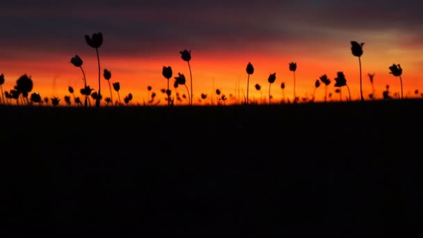 Tulipas selvagens em um prado no céu de fundo. Nascer do sol. A estepe ganha vida na primavera . — Vídeo de Stock