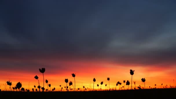 Wild tulips in a meadow on background sky. Sunrise. The steppe comes to life in the spring. — Stock Video