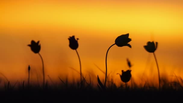 Dzikie tulipany na łące, na tle nieba. Wschód słońca. Stepie budzi się do życia na wiosnę. — Wideo stockowe