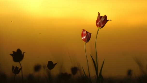 Divoké tulipány na louce na pozadí oblohy. Východ slunce. Stepi přichází k životu na jaře. — Stock video