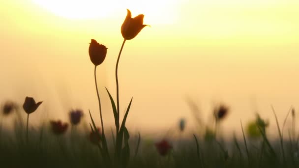 Divoké tulipány na louce na pozadí oblohy. Východ slunce. Stepi přichází k životu na jaře.
