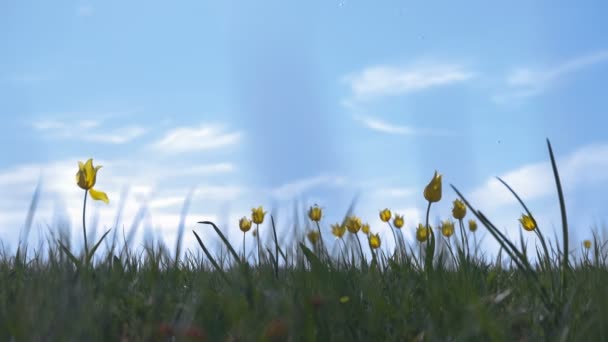 배경 하늘에 햇볕이 잘 드는 풀밭에서 야생 튤립. 대초원 봄에 생활에 온다. — 비디오