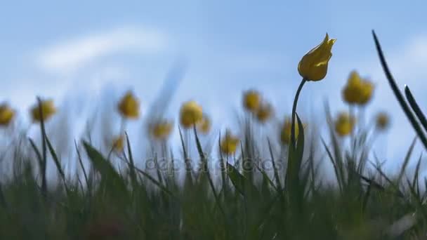 배경 하늘에 햇볕이 잘 드는 풀밭에서 야생 노란 튤립. 일출입니다. 대초원 봄에 생활에 온다. — 비디오