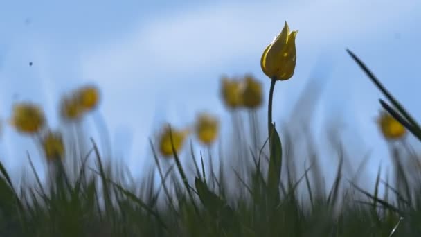 Vad sárga tulipán egy napsütötte réten áll a háttérben ég. Sunrise. A sztyeppei tavasszal életre kel. — Stock videók