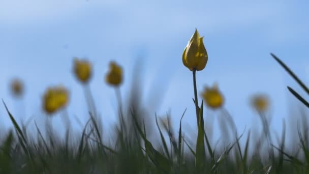 Divoké žluté tulipány na slunné louce na pozadí oblohy. Východ slunce. Stepi přichází k životu na jaře. — Stock video