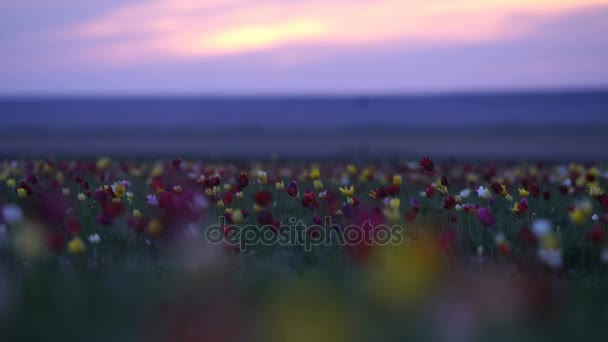 Wild tulips in a meadow on background sky. Sunrise. The steppe comes to life in the spring. — Stock Video