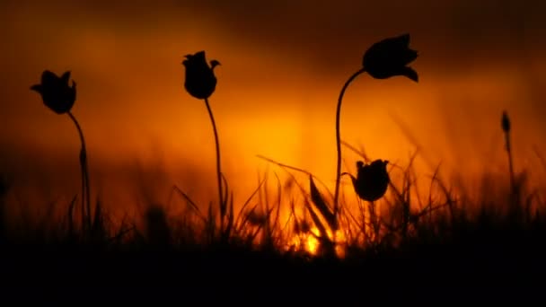 Des tulipes sauvages dans une prairie sur fond de ciel. Au lever du soleil. La steppe prend vie au printemps . — Video