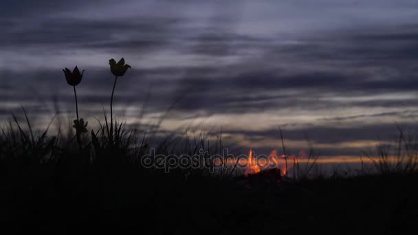 在一片草地上背景天空的野生郁金香。日出。篝火。一个安静的春天早晨，草原. — 图库视频影像