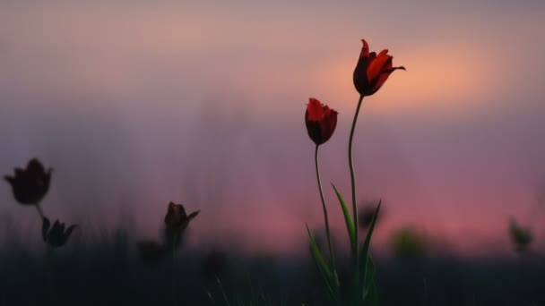 Tulipani selvatici in un prato su cielo di sfondo. All'alba. La steppa prende vita in primavera . — Video Stock