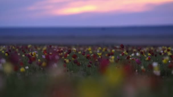 背景の空の牧草地の野生のチューリップ。日の出。草原の生活に春になります。. — ストック動画