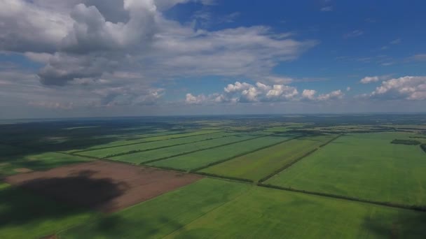 Повітряний постріл зелений пшеничних нивах із хмарного неба і тіні з хмар. Пропонує гарний краєвид зелені поля. — стокове відео