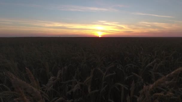 Voo sobre o campo de trigo dourado ao pôr do sol - voando para a frente . — Vídeo de Stock