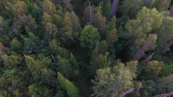 Flygande upp vy från ovan av höstens fjällskog. — Stockvideo