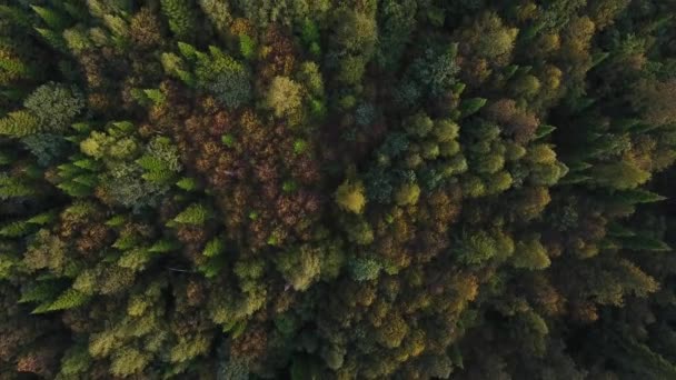 秋の山の森の上からの眺めを追跡. — ストック動画