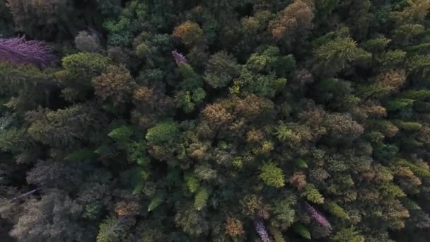 Seguimiento de la vista desde arriba del bosque de montaña de otoño . — Vídeo de stock