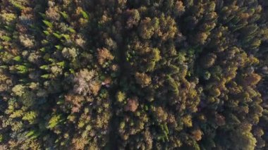 Yukarıdan görünümünü sonbahar dağ orman izleme.