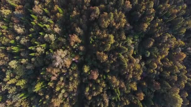 Vue de suivi d'en haut de la forêt de montagne d'automne . — Video