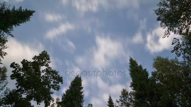 Time lapse foresta mista europea. Sopra gli alberi. Guardando verso il baldacchino . — Video Stock