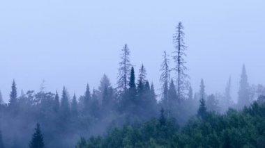 Firs üst kısımları sallanan. Dağ çam ormanı. Gri gökyüzü. Küçük sis. Haze. Sonbaharda Ural Dağları.