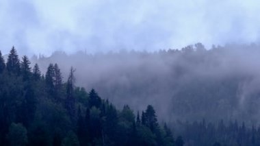 Firs üst kısımları sallanan. Dağ çam ormanı. Gri gökyüzü. Küçük sis. Haze. Sonbaharda Ural Dağları.