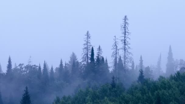 Firs üst kısımları sallanan. Dağ çam ormanı. Gri gökyüzü. Küçük sis. Haze. Sonbaharda Ural Dağları. — Stok video