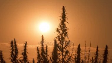 Esrar günbatımı arka plan, orta atış.