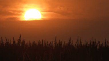 Muhteşem gün batımı arka planda esrar alanının geniş çekim.