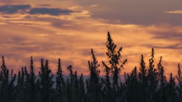 Weitwinkelaufnahme eines Marihuana-Feldes im Hintergrund des Sonnenuntergangs. — Stockvideo