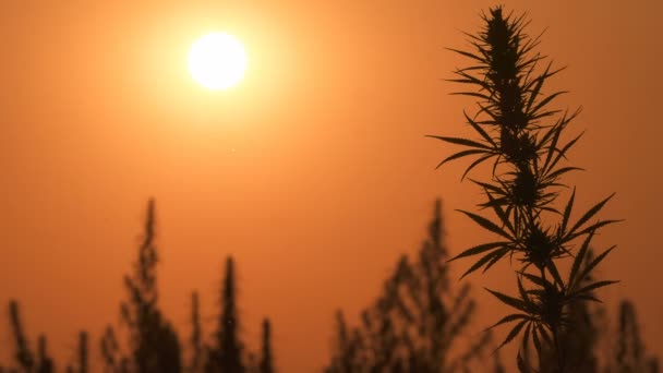 Tiro de meados de cannabis no fundo por do sol. — Vídeo de Stock