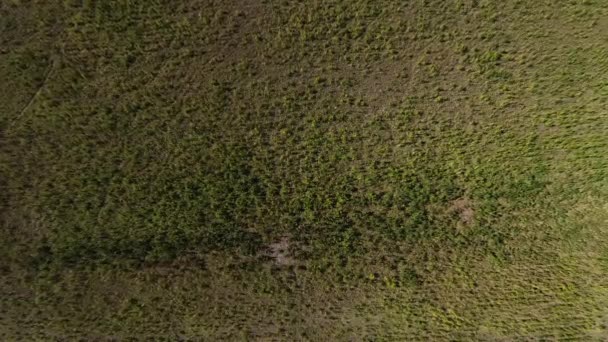AERIAL: Марихуана поле — стоковое видео
