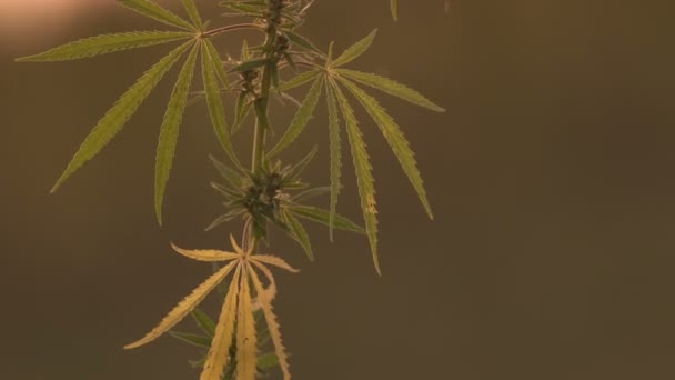 Close-up shot van marihuana op de zonsondergang achtergrond. — Stockvideo