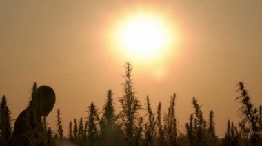 Esrar alan günbatımı arka planda yürüyen adam, orta vurdu.