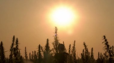 Esrar alan günbatımı arka planda yürüyen adam, orta vurdu.