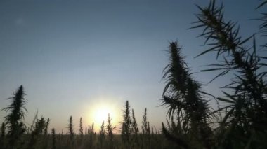 Muhteşem gün batımı arka planda esrar alanının geniş çekim.