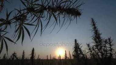 Muhteşem gün batımı arka planda esrar alanının geniş çekim.