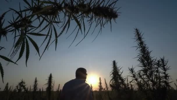 Medium shot of the man walking the marijuana field and smoking in the sunset background. — Stock Video