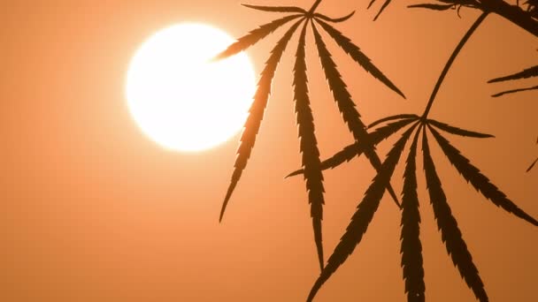 Close-up shot van marihuana op de zonsondergang achtergrond. — Stockvideo